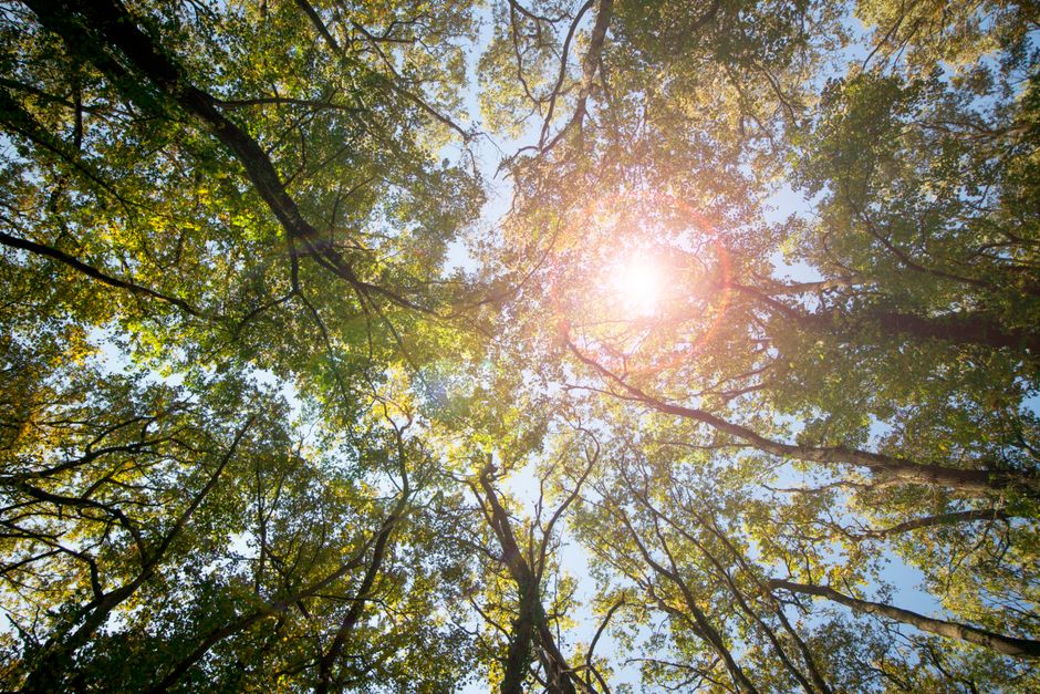 Vitamin D Deficiency and Obesity: What’s the Link?